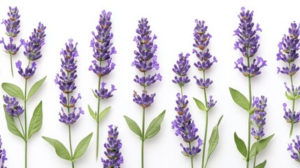 Naklejka premium Beautiful lavender flower pattern with soft purples and greens, botanical style