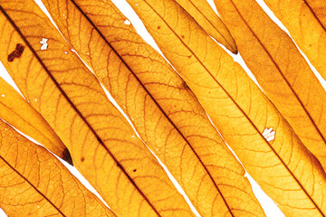 Long thin yellow orange autumn willow leaves as natural textured background, organic design, Fall season botanical scenery, macro trend nature aesthetic, top view, diagonal composition © yrabota
