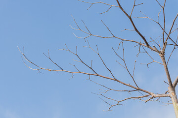 Bare Tree Branches Against Cloudy Sky
