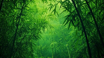 Fototapeta premium Green Bamboo Forest Wallpaper for Nature Enthusiasts