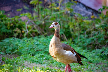 Ägyptische Gans (Alopochen aegyptiaca) auf einer Wiese