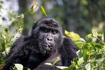 Adult eastern gorilla in tropical rainforest in natural environment, Uganda
