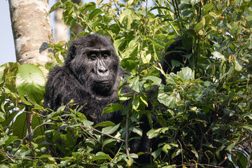Adult eastern gorilla in tropical rainforest in natural environment, Uganda