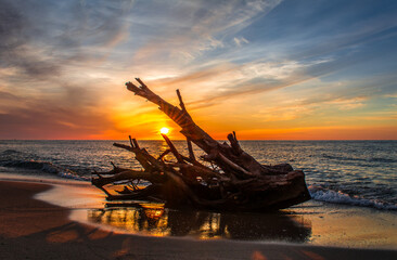 Ocean Tree Timber on the beach, Wood branch on beach, Dead tree trunk on mediterranean sea beach in sunset time, Tree trunks washed up by the river onto sandy shore in jijel Algeria Africa. driftwood.