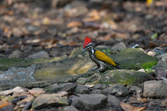 Common flameback, Common goldenback woodpecker birdwatching in the forest.