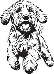 black and white goldendoodle puppy