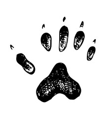 Raccoon - paw print vector illustration