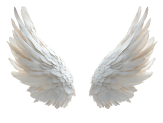White angel wings with delicate feathers on white background. PNG transparent.