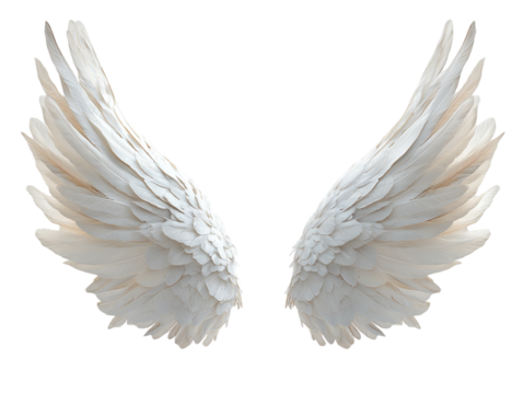 White angel wings with delicate feathers on white background. PNG transparent.