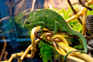 green chameleon sits on a branch close. Wild animals reptile. © Irina