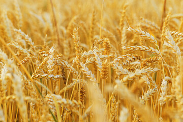 Fototapeta premium Golden Wheat field background, ripe ears of wheat on field at natural light. Yellow ripe grains bread crop, good harvest in agricultural field, autumn season. Crops field grain culture at sunlight