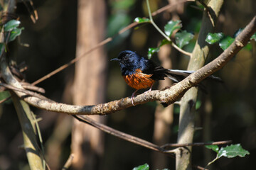 White-rumped shama male birdwatching in the forest.