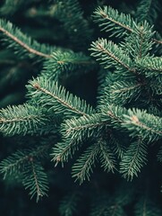 Beautiful Christmas Background with green fir tree brunch close up. Copy space, trendy moody dark toned design for seasonal quotes. Vintage December wallpaper. Natural winter holiday forest backdrop