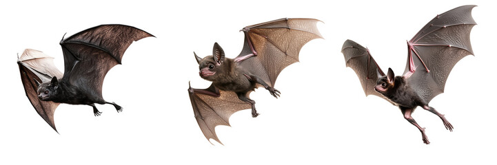 Obraz premium Set of Vampire bat flying isolated on a transparent background