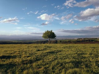 Fototapeta premium Single tree in the field