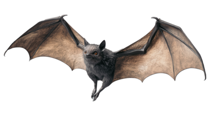 A bat is flying in the air with its wings spread wide