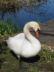 Swans and Lakes
