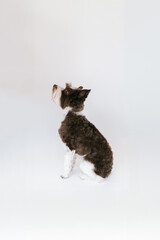 Black and White Miniature Schnauzer posing for a portrait in a professional studio