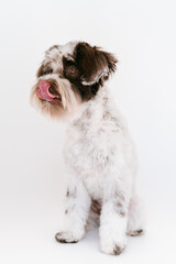 Black and White Miniature Schnauzer Puppy licking her nose for a portrait in a professional studio