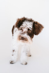 Black and White Miniature Schnauzer Puppy posing for a portrait in a professional studio