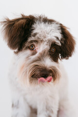 Black and White Miniature Schnauzer Puppy posing for a portrait in a professional studio