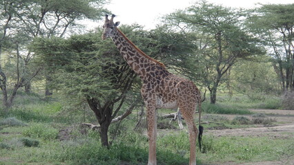 Magnifique et immense girafe avec un beau pelage. Elle se tient à côté d'un arbre et cela renforce l'impression de grandeur.
