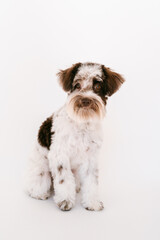 Black and White Miniature Schnauzer Puppy posing for a portrait in a professional studio