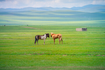 Picturesque scene of the Mongolian horses with wide meadow background