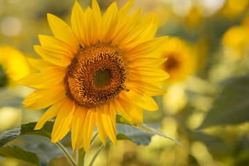 Close up em uma flor de girassol com uma abelha no miolo. Fundo desfocado.