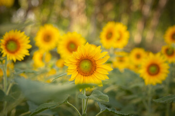Detalhe de uma linda plantação de girassóis com foco no primeiro plano.