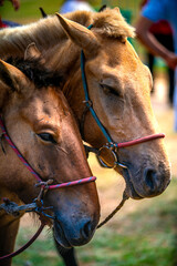 Fototapeta premium Mongolian horse in Danshig Naadam and Khuree Tsam festival, joined the festival for racing or archery competition