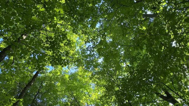 Lush foliage in a forest within the Guild Park and Gardens, Toronto, Canada