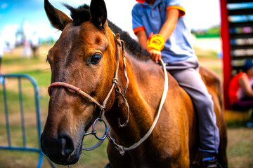 Obraz premium Mongolian horse in Danshig Naadam and Khuree Tsam festival, joined the festival for racing or archery competition