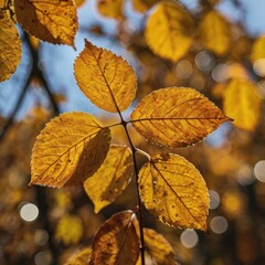 Fototapeta premium yellow autumn leaves