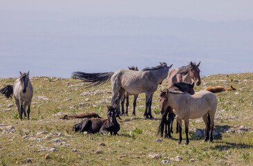 Wild Horses in Summer in the Pryor Mountains Montana 