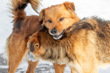 Fototapeta premium two dogs, one dog put his head on the other's back