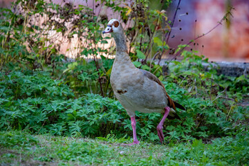 Nilgans läuft über eine Wiese