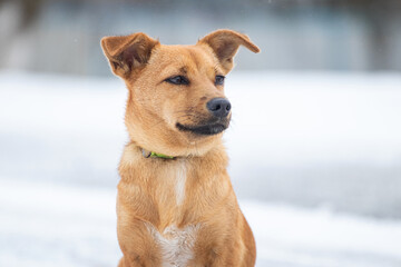 small brown dog in winter on a background of snow