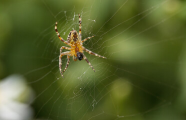 spider eats its prey, spider in web with green background, spider in cobweb, Spider in spider web