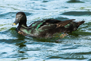 Swimming Cayuga duck or mallard in closeup.