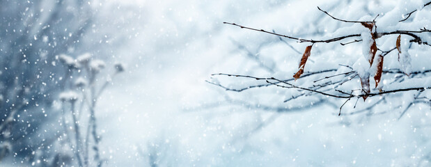 corner of winter forest with snow covered tree branches and dry plants in winter during snowfall on blurred background