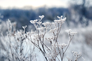 frost-covered shoots of dry plants on the background of the forest