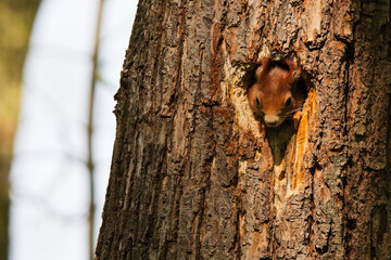 A squirrel in a small tree hole.