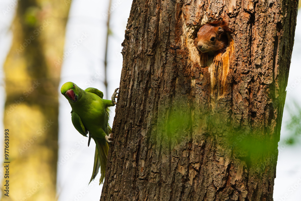 Wall mural Ring-necked parakeet attacks a squirrel in a tree hole.