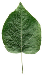 Obraz premium PNG Medallion leaf herbal plant herbs.