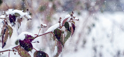 Winter garden with snow covered blackberry branches with withered leaves during snowfall © Volodymyr