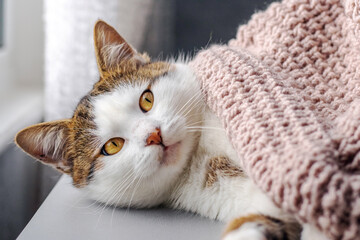 a cat covered with a blanket lies in the room by the window