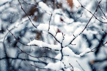 snow covered tree branch in forest during snowfall