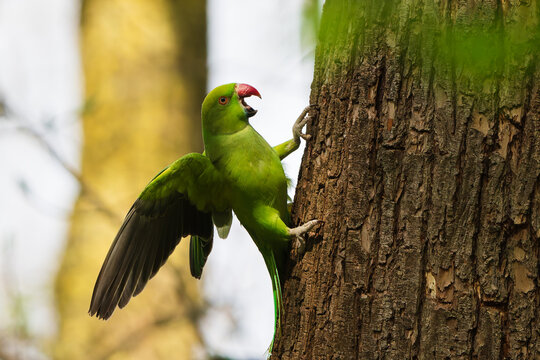 Ring-necked parakeet on a tree in the park.