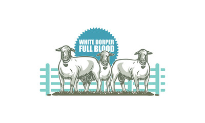 white dorper sheep full blood poster, silhouette of healthy ram standing vector illustrations